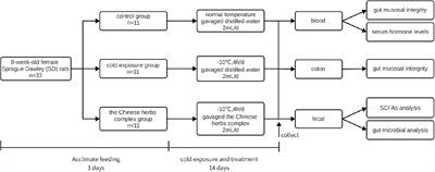 A Chinese herbs complex ameliorates gut microbiota dysbiosis induced by intermittent cold exposure in female rats